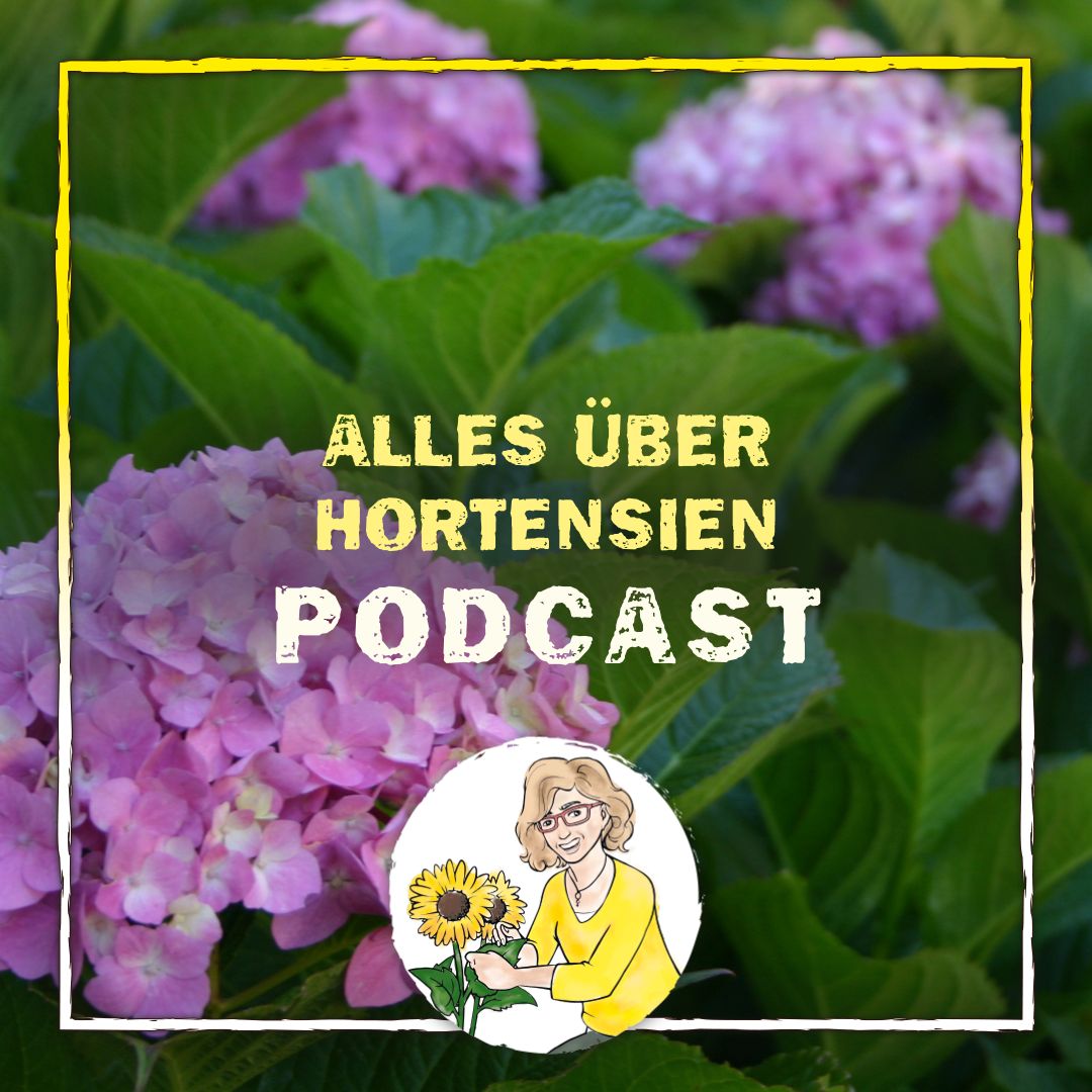 Hortensie Hortensie