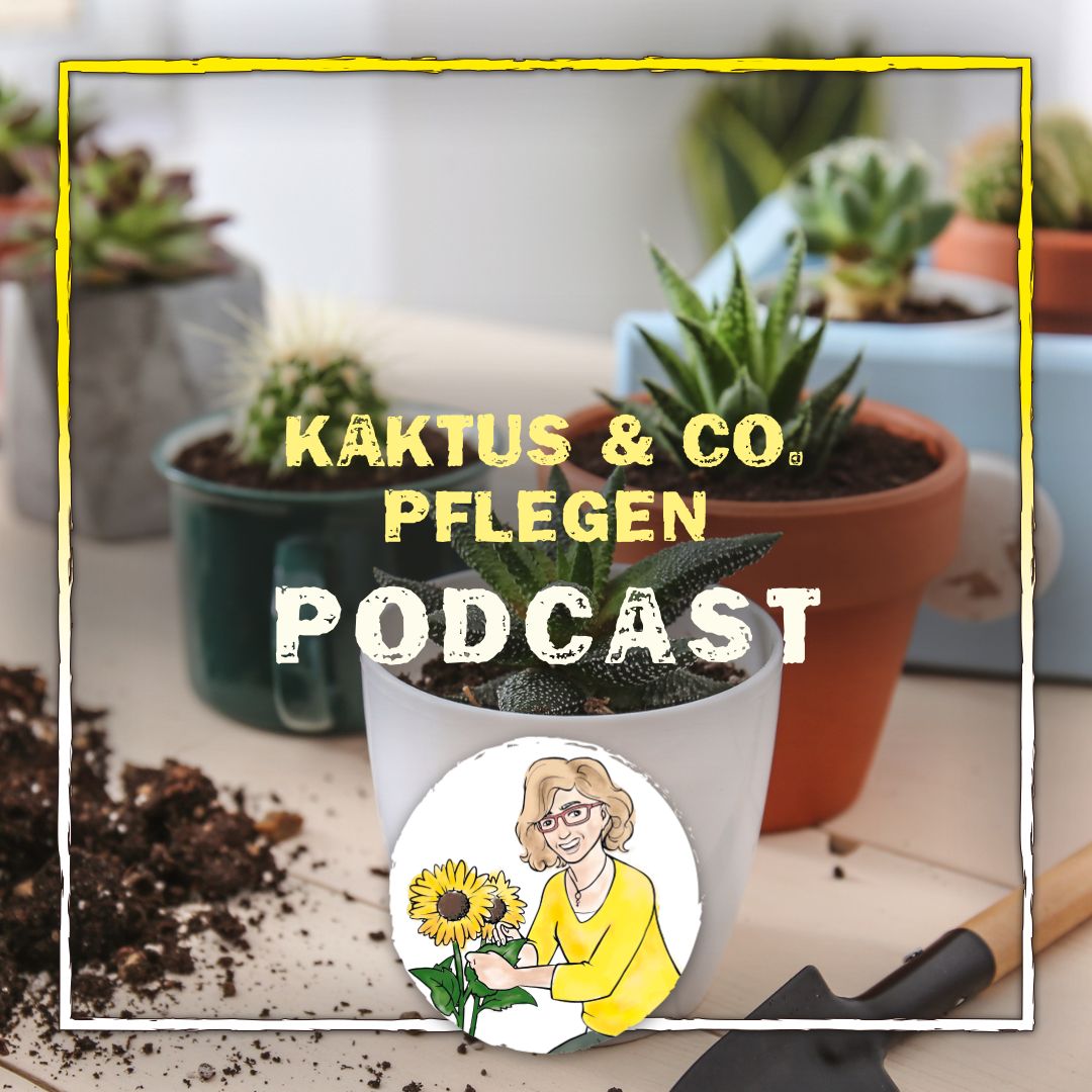 Kaktus Podcast Kaktus Podcast