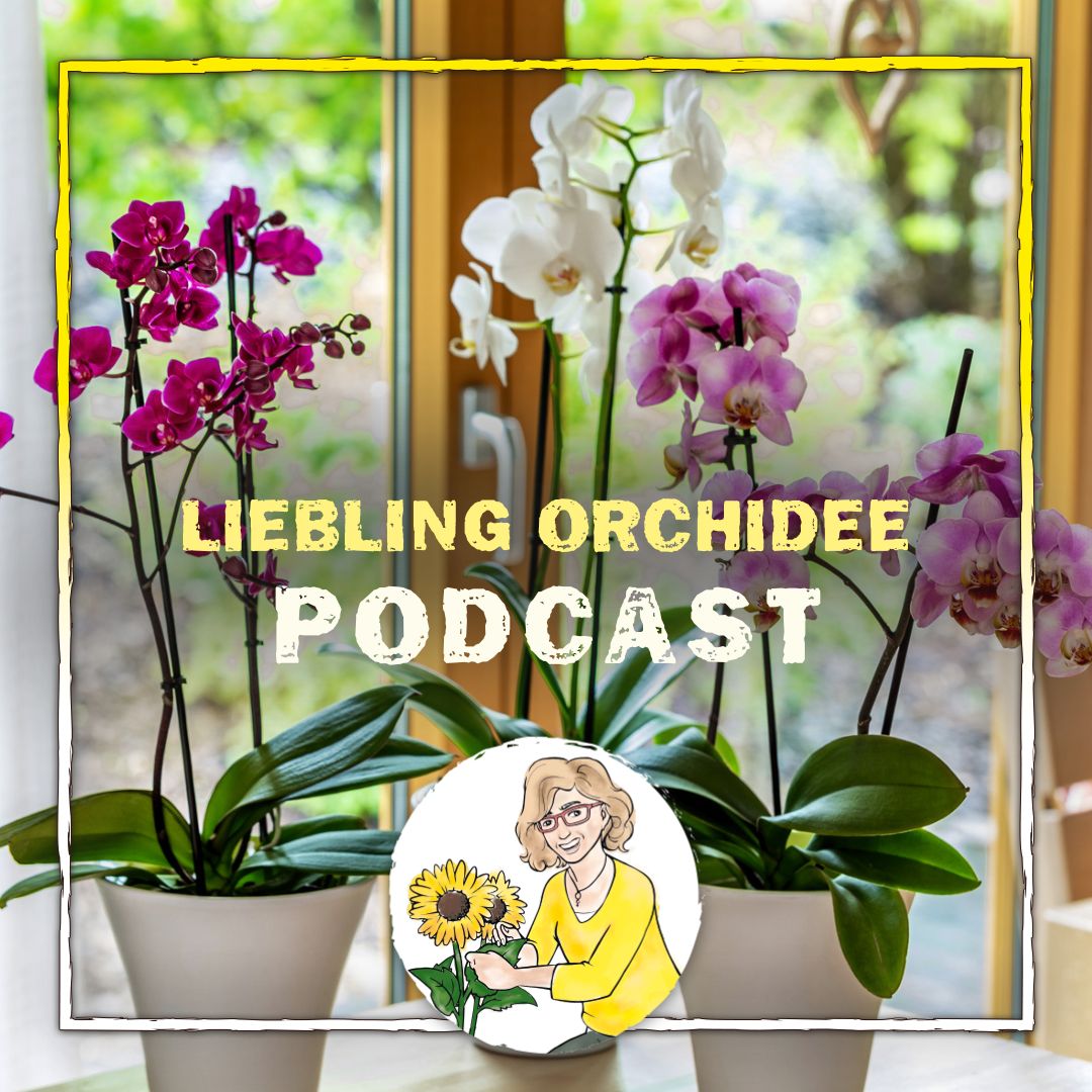 Orchidee Orchidee