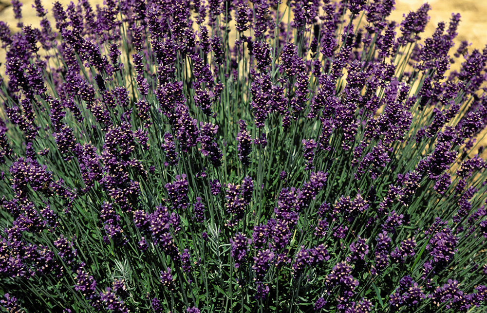 Lavendel Lavendel