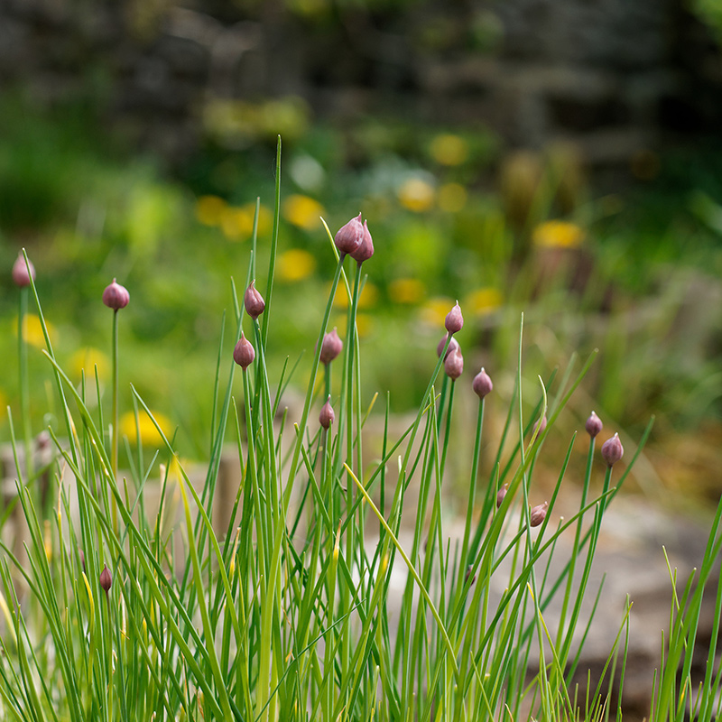 Schnittlauch Schnittlauch
