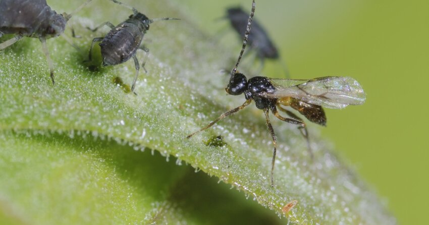 Schlupfwespen Schlupfwespen