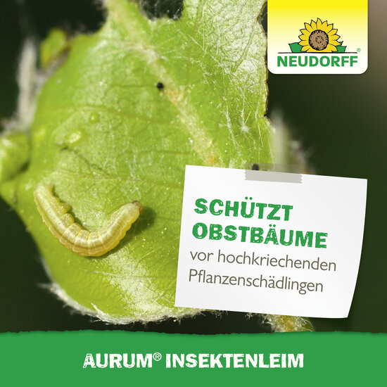 Aurum InsektenLeim Sprechende Bilder Bild 6