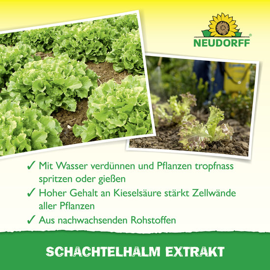 Schachtelhalm Extrakt Sprechende Bilder Bild 4