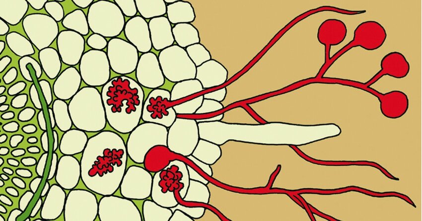 Mykorrhiza Mykorrhiza