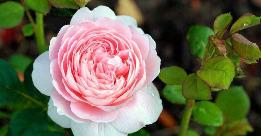 Nährstoffe Nährstoffe