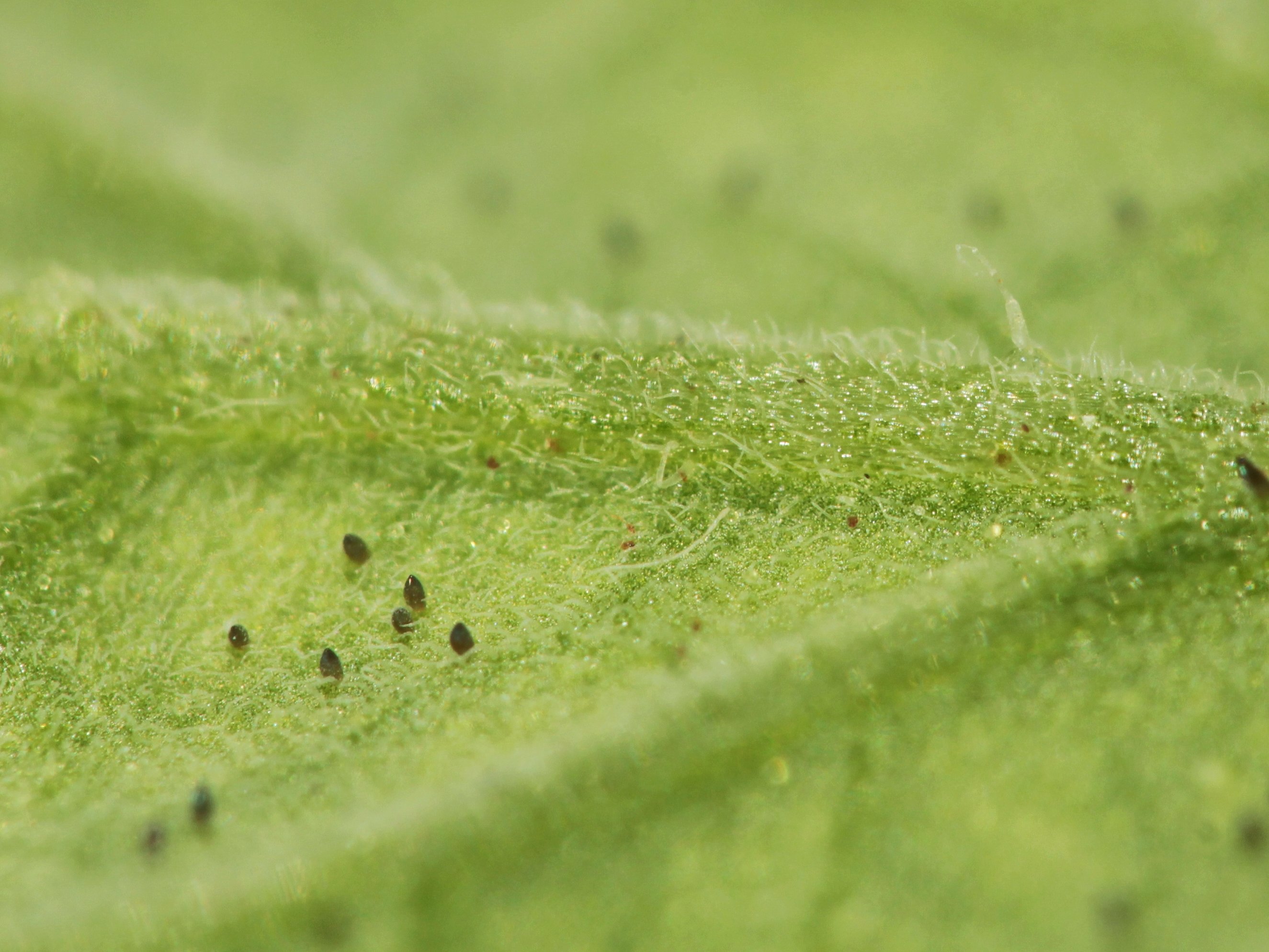Eier der Weißen Fliege Eier der Weißen Fliege