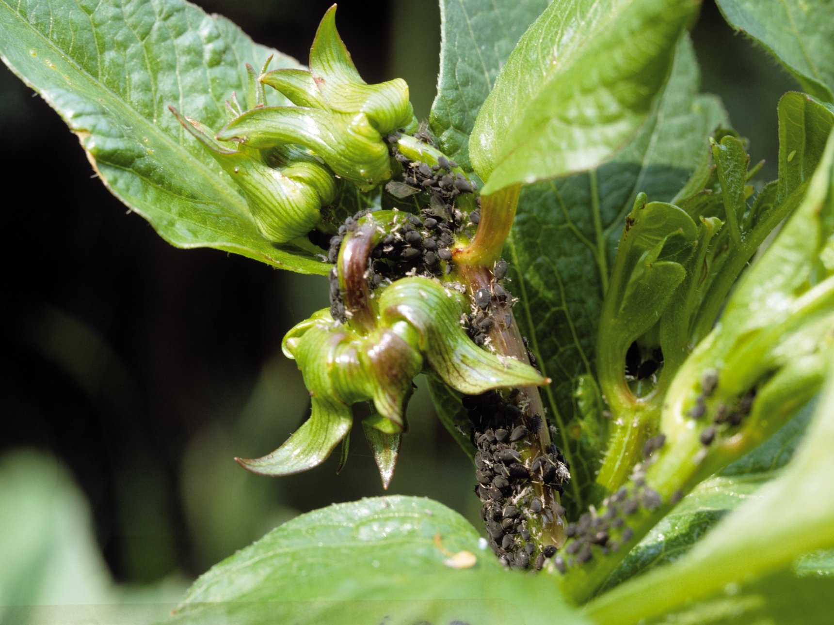 Blattlausbefall an Dahlie Blattlausbefall an Dahlie