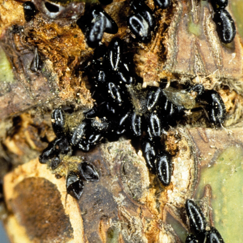 Eier von Blattläusen Blattlaus-Eier überwintern in holzigen Pflanzen