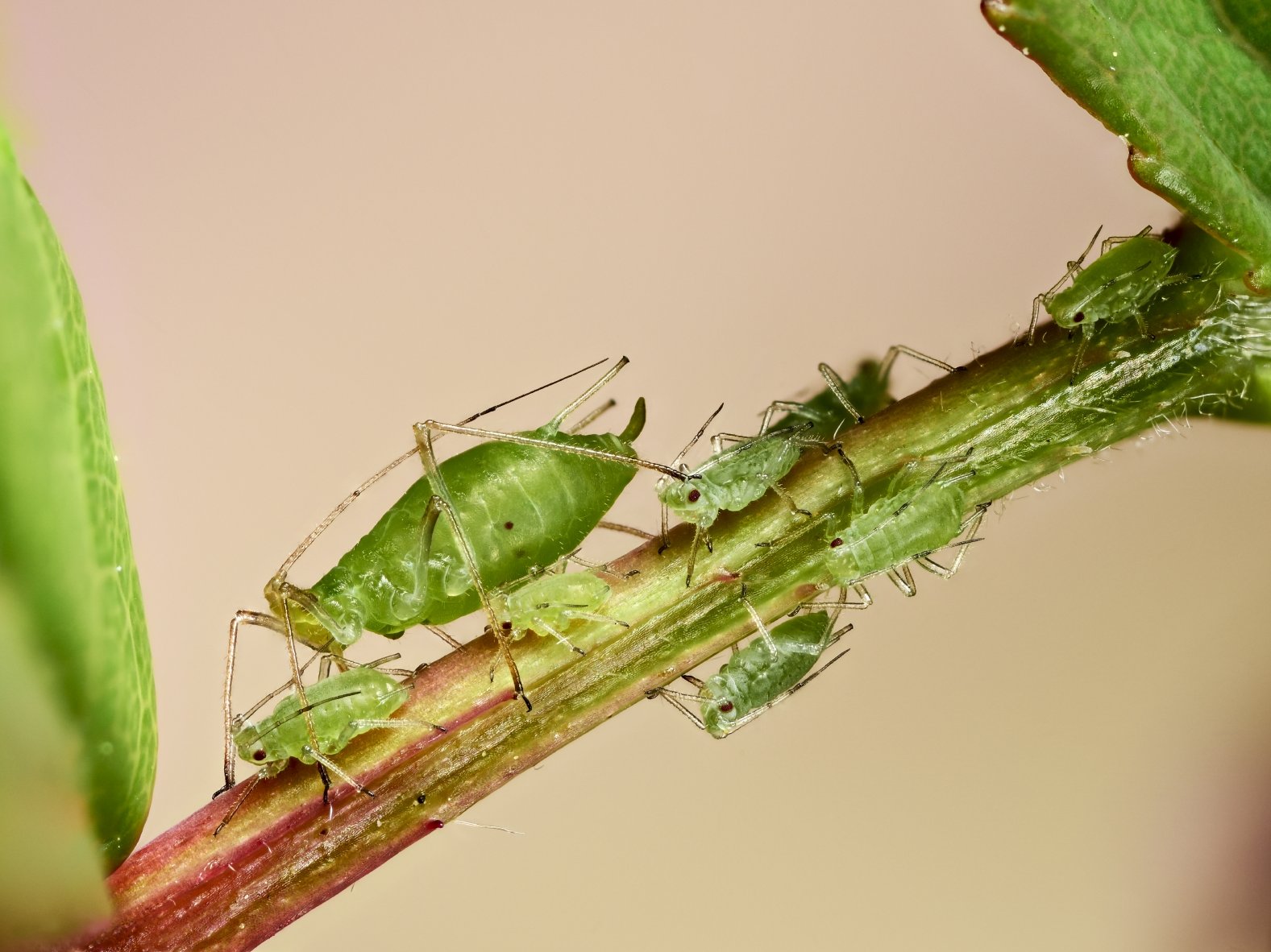 Blattlausbefall an Rose Blattlausbefall an Rose