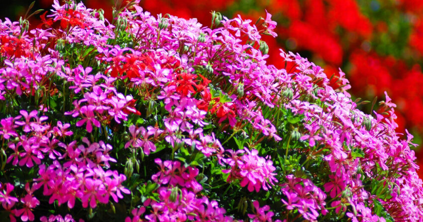 Pelargonsäure Pelargonsäure