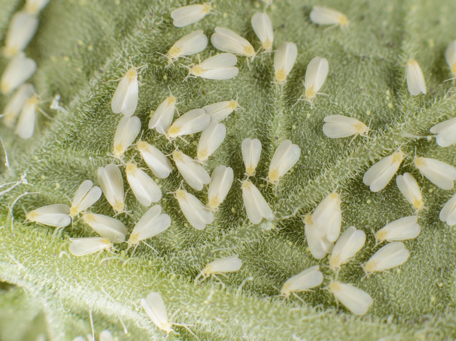 Weiße Fliegen auf Blattunterseite Weiße Fliegen auf Blattunterseite