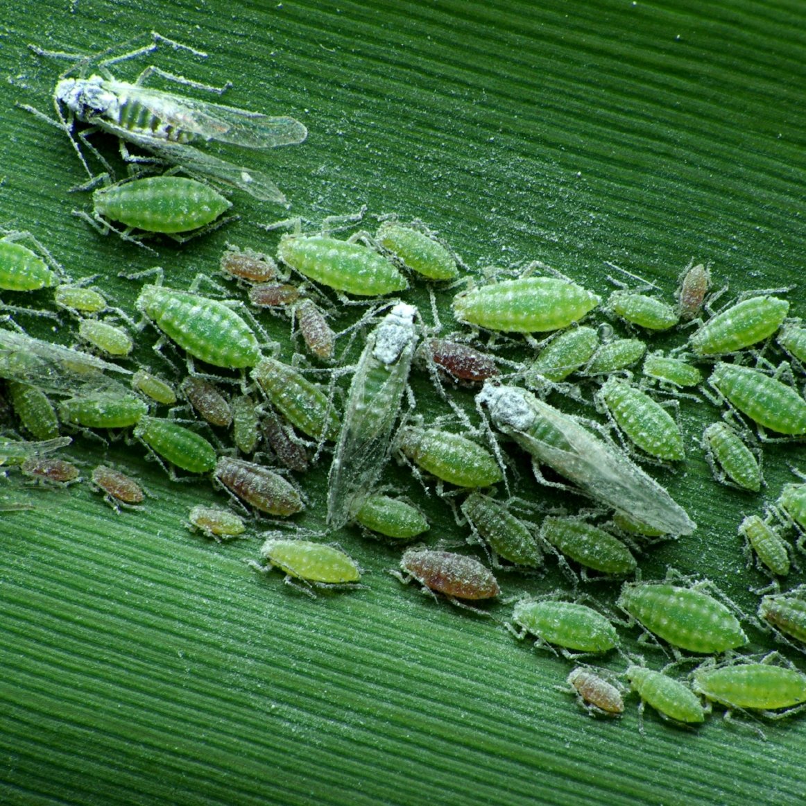 Blattläuse mit Flügeln Blattläuse mit Flügeln