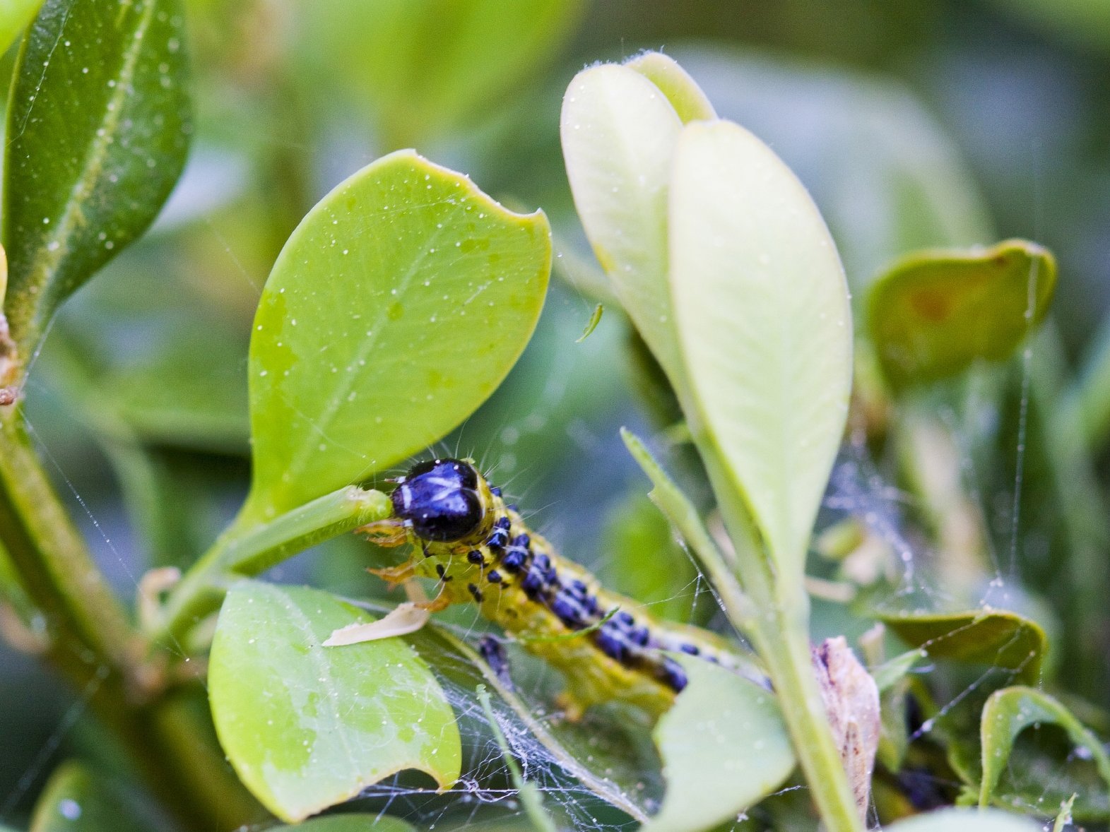 Kahlfraß durch Buchsbaumzünsler Kahlfraß durch Buchsbaumzünsler