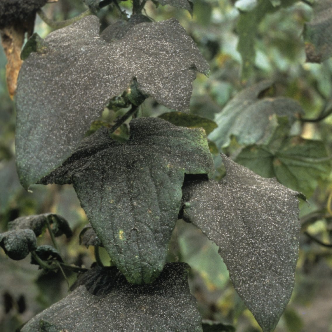Honigtau mit Rußpilzbesiedelung Honigtau mit Rußpilzbesiedelung