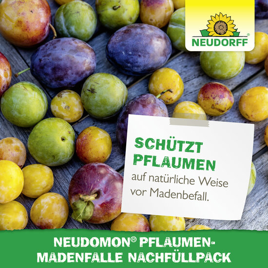 Neudomon PflaumenmadenFalle Nachfüllpack Sprechende Bilder Bild 6 Neudomon PflaumenmadenFalle Nachfüllpack Sprechende Bilder Bild 6
