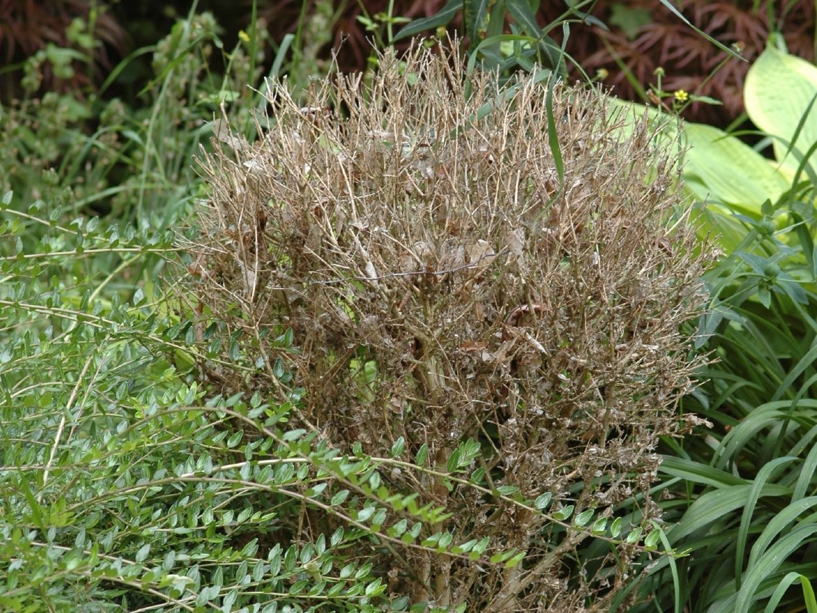 Buchsbaum - Kahlfraß Buchsbaum - Kahlfraß