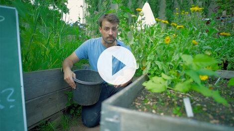 Rundum gesund –Mehltau