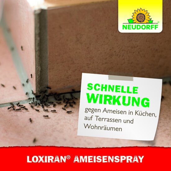 Loxiran Ameisenspray Sprechende Bilder Bild 6
