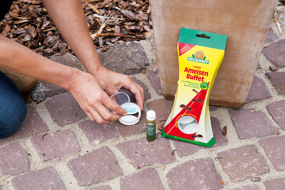 Loxiran AmeisenBuffet Loxiran AmeisenBuffet