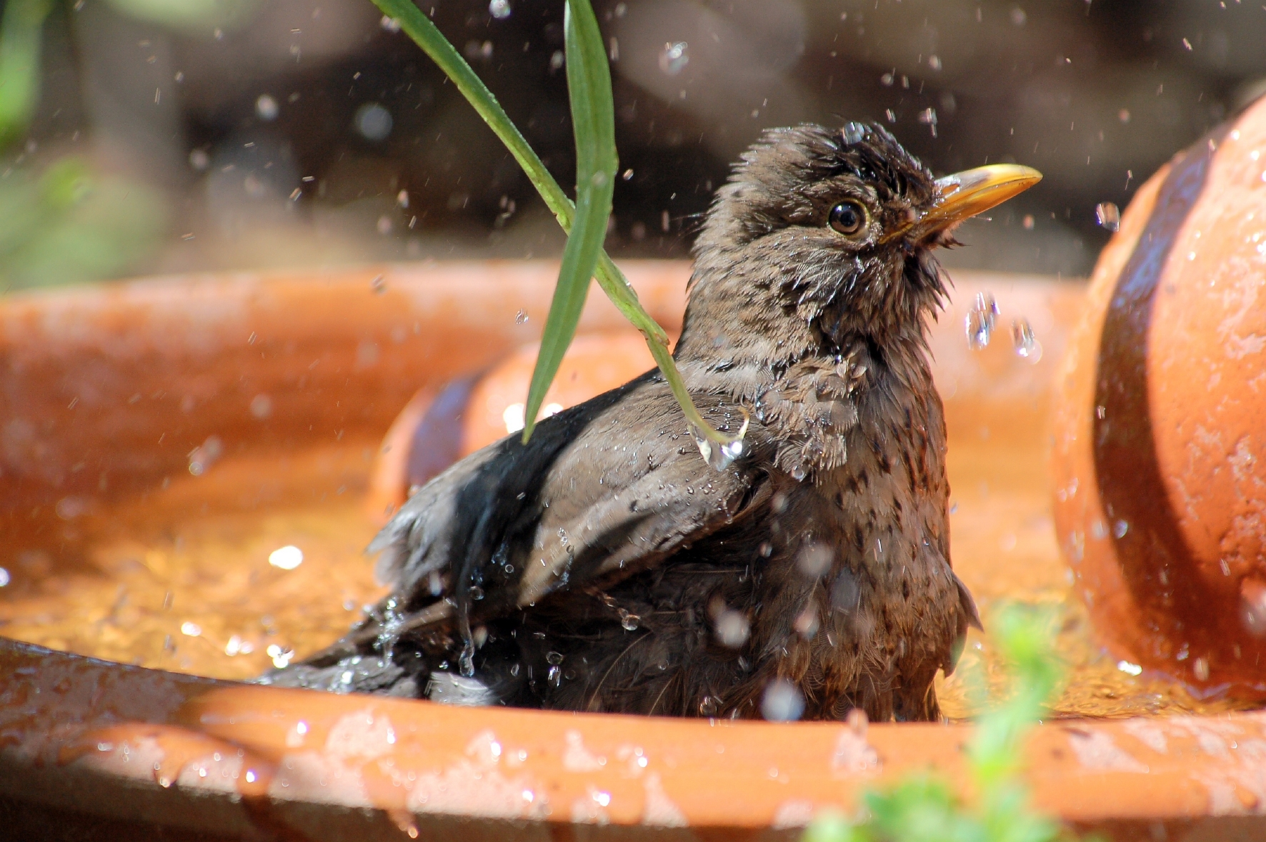 Feinde des Buchsbaumzünslers - Vögel Feinde des Buchsbaumzünslers - Vögel
