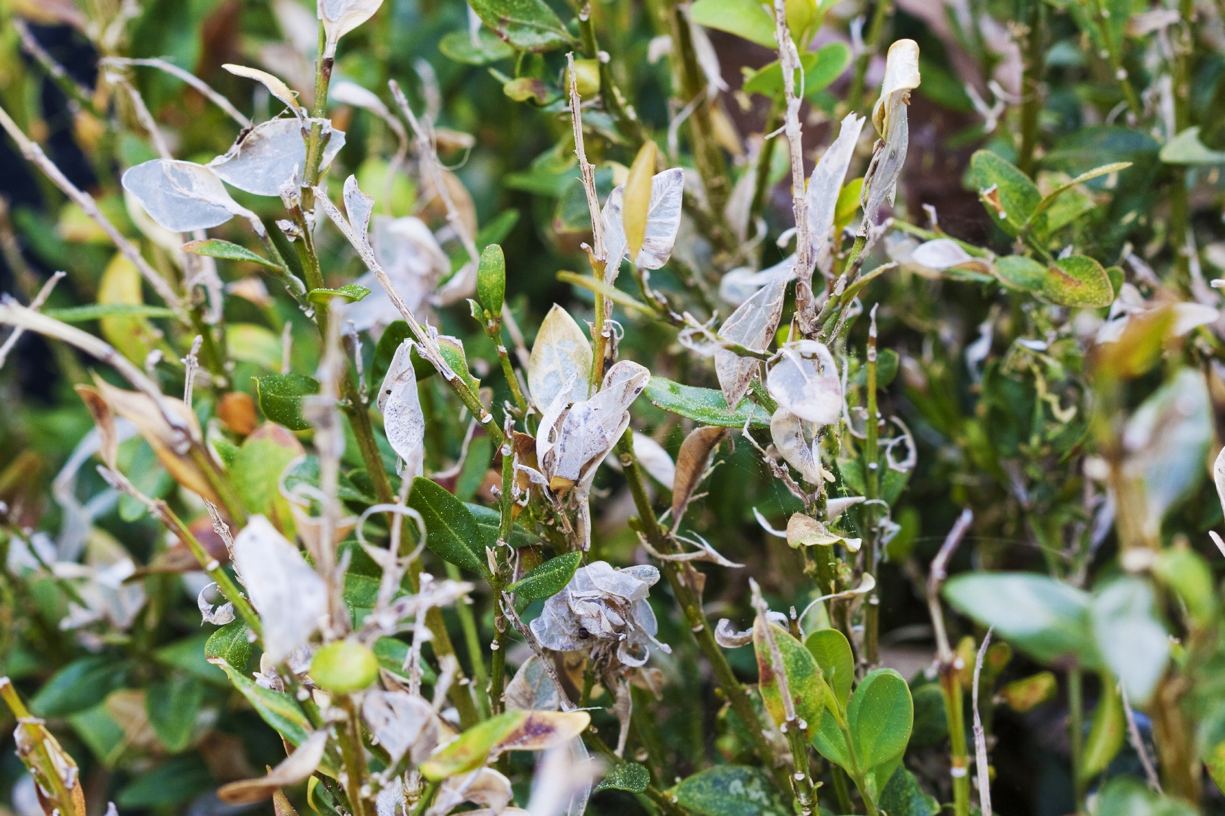 Buchsbaumzünsler Schaden Buchsbaumzünsler Schaden