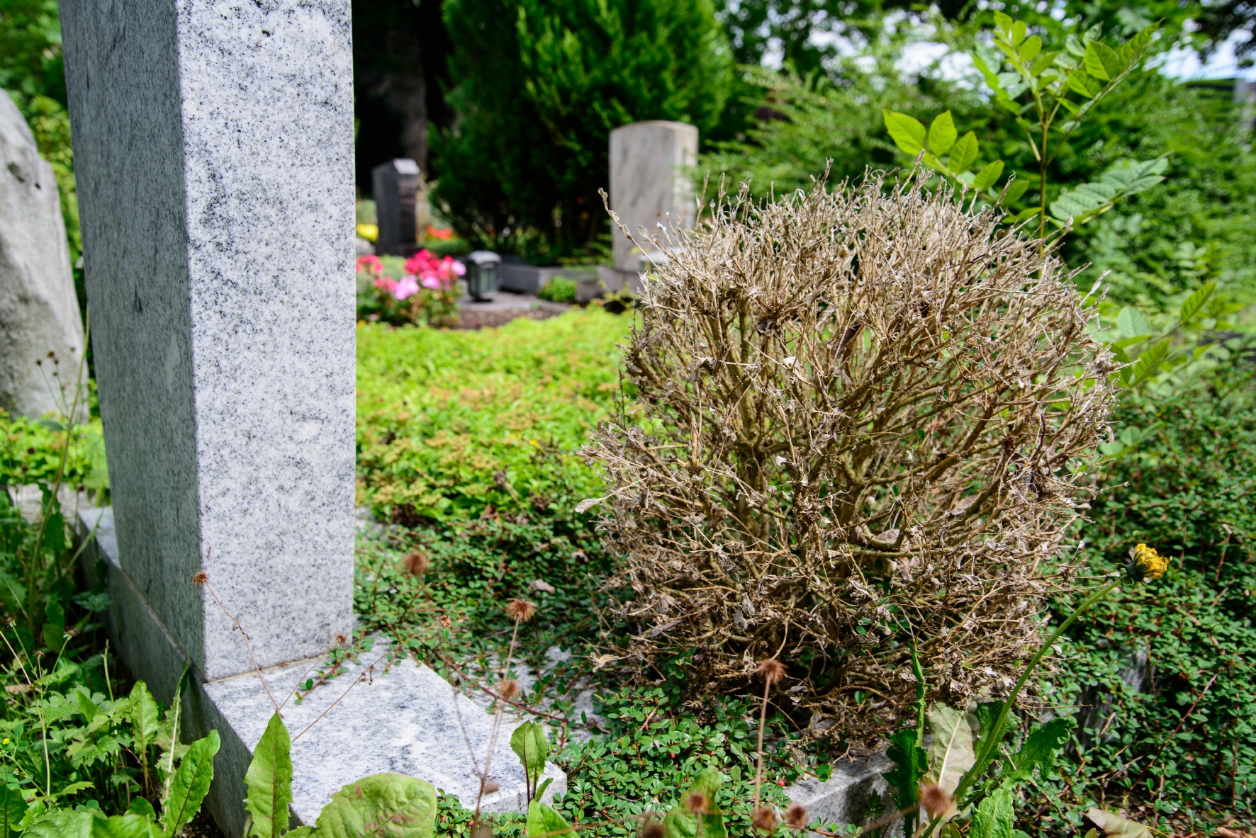 Schaden am Buchsbaum durch den Zünsler Schaden am Buchsbaum durch den Zünsler