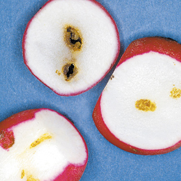 Kohlfliege Kohlfliege