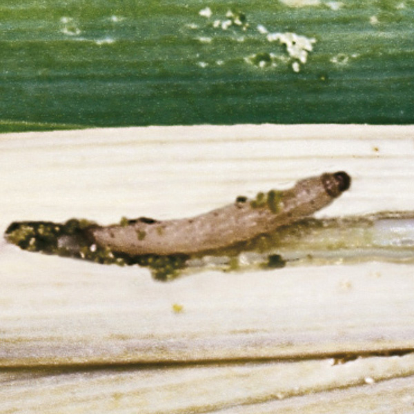 Lauchmotte Lauchmotte