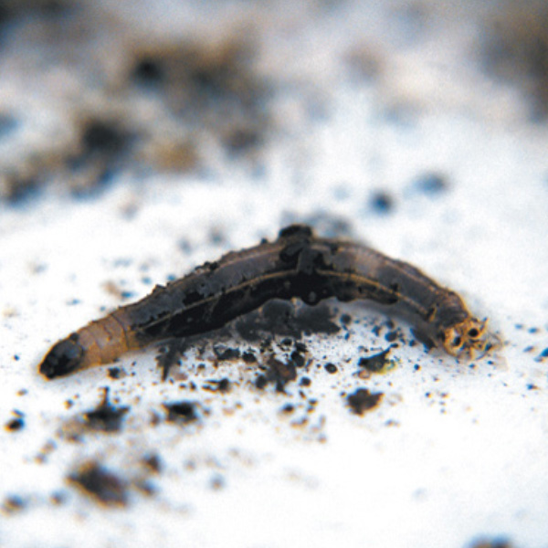 Wiesenschnaken Wiesenschnaken