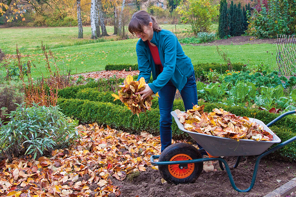 Herbstlaub als Flächenkompostierung Herbstlaub als Flächenkompostierung