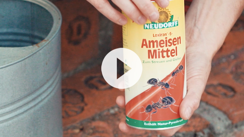 TV-Beitrag Loxiran-S-Ameisenmittel TV-Beitrag Loxiran-S-Ameisenmittel