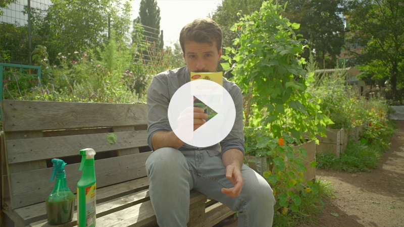 Spinnmilben Spinnmilben