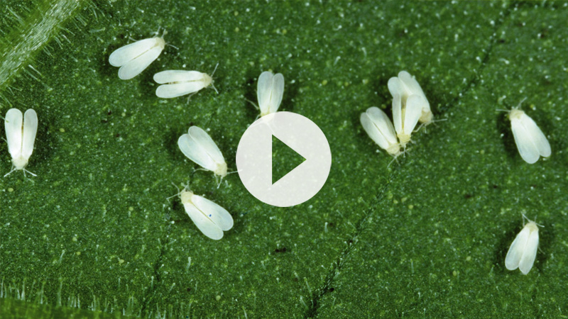 Weiße Fliegen Weiße Fliegen