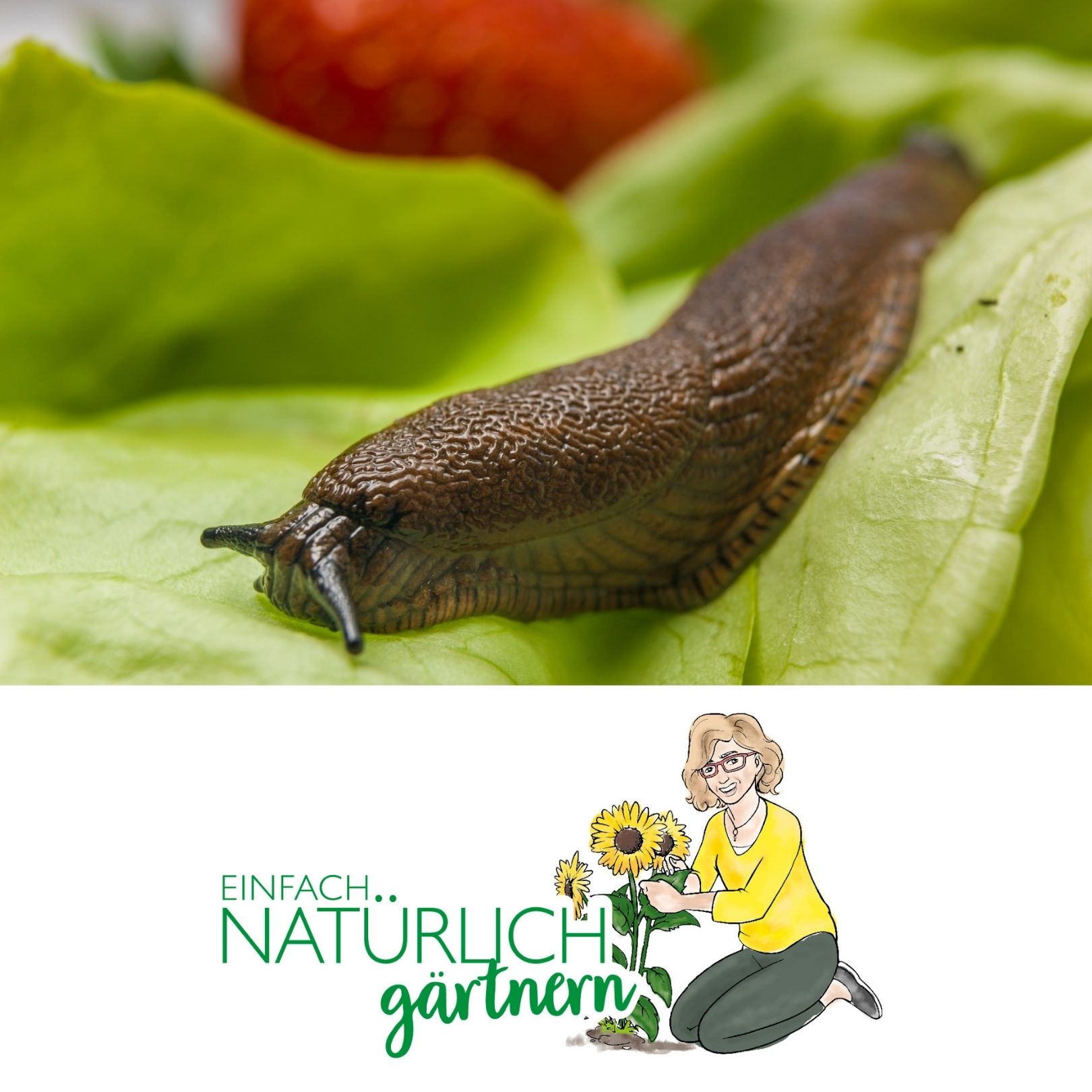 Schnecken im Garten Schnecken im Garten