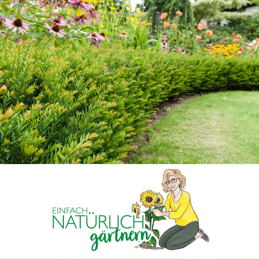 Hecken pflanzen - so geht`s Hecken pflanzen - so geht`s