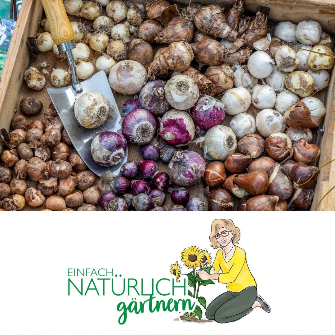 Blumenzwiebeln - den Frühling pflanzen Blumenzwiebeln - den Frühling pflanzen