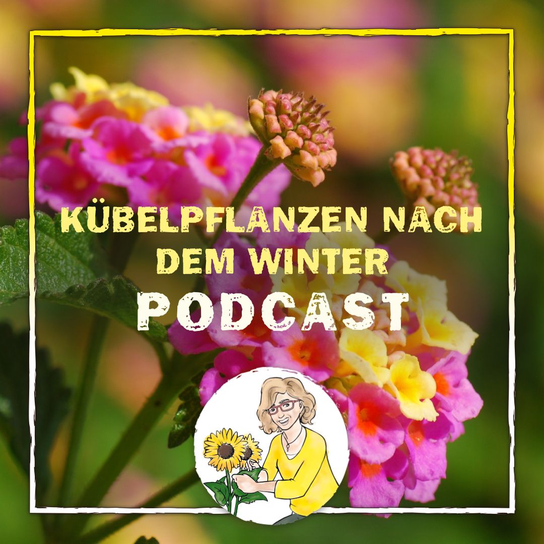 Podcast Folge 49 Podcast Folge 49