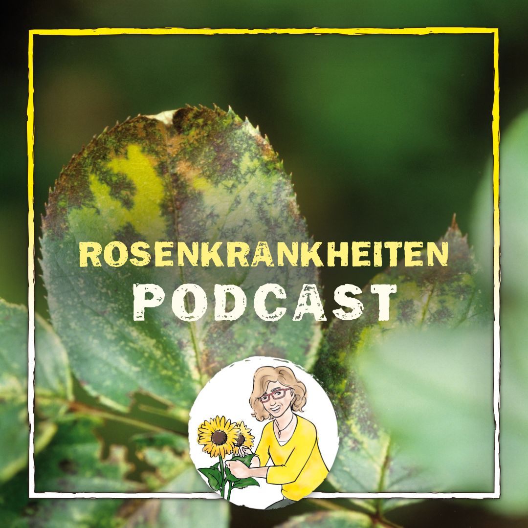 Rosenkrankheiten Rosenkrankheiten
