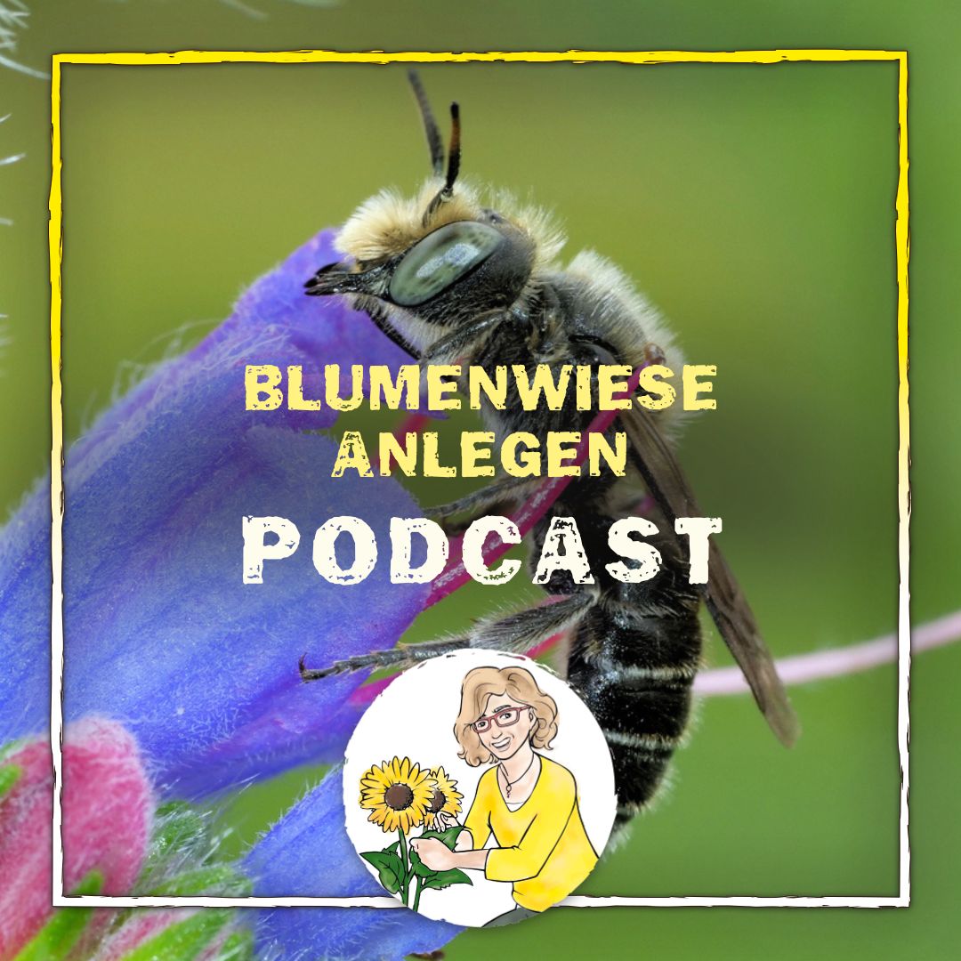 Podcast: Blumenwiese anlegen Podcast: Blumenwiese anlegen