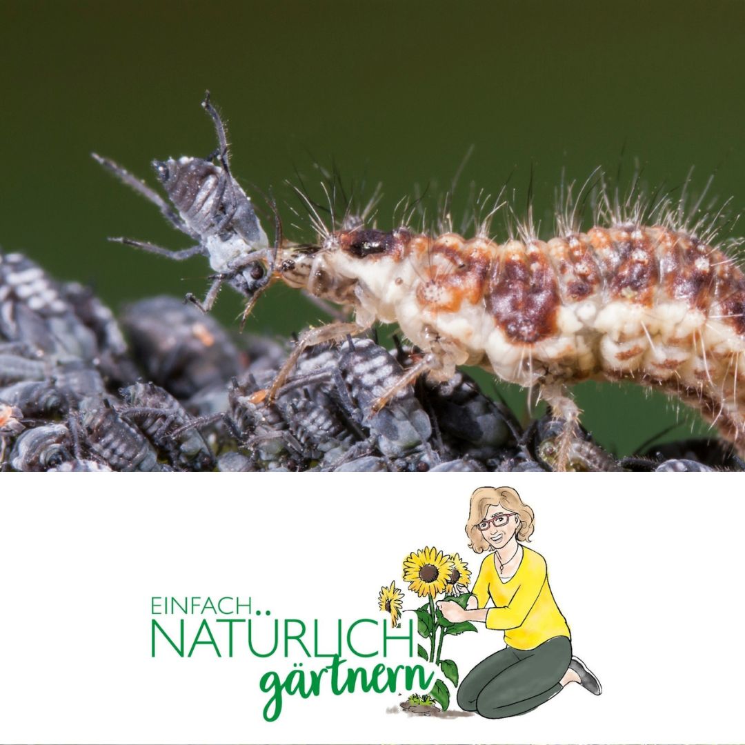 Nützliche Insekten Nützliche Insekten