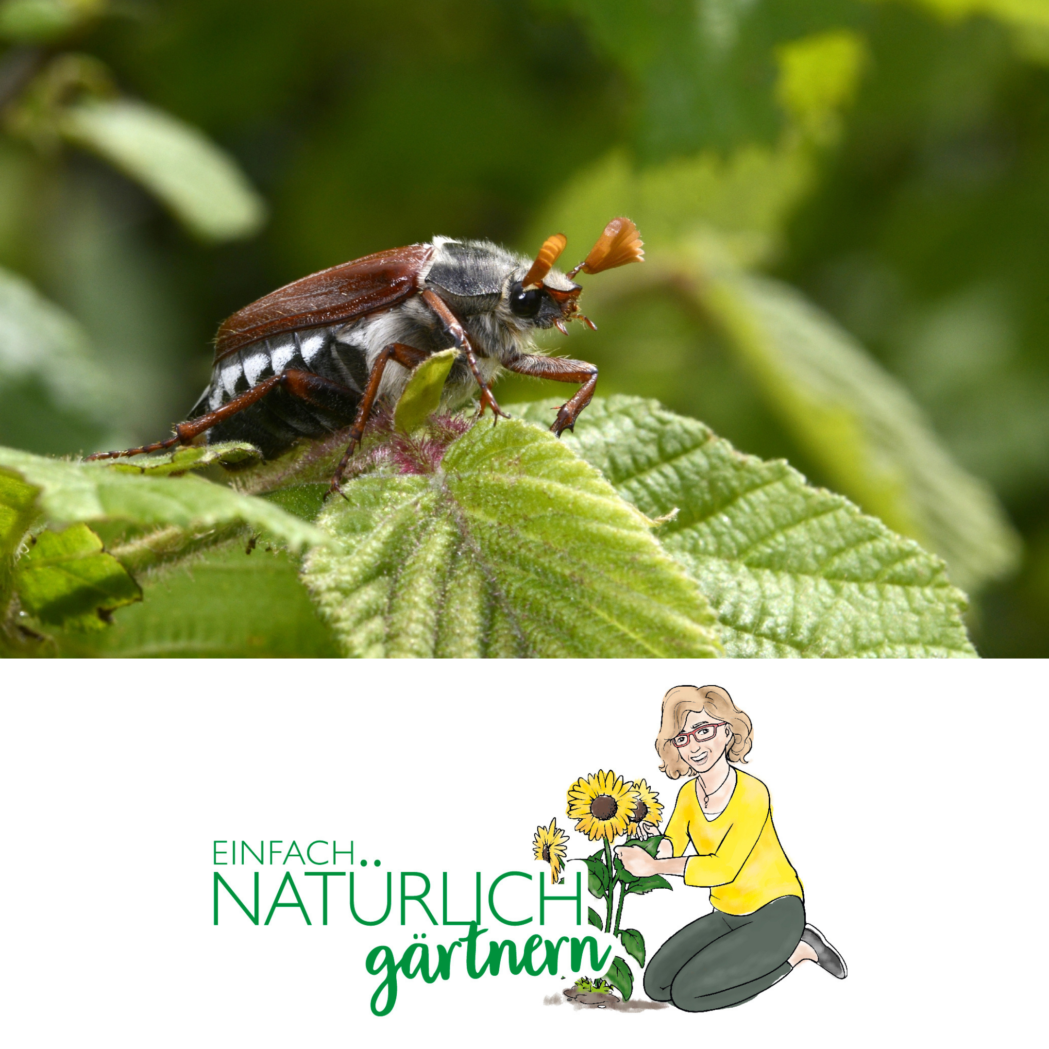 Podcast Folge Engerlinge im Garten - was tun? Podcast Folge Engerlinge im Garten - was tun?