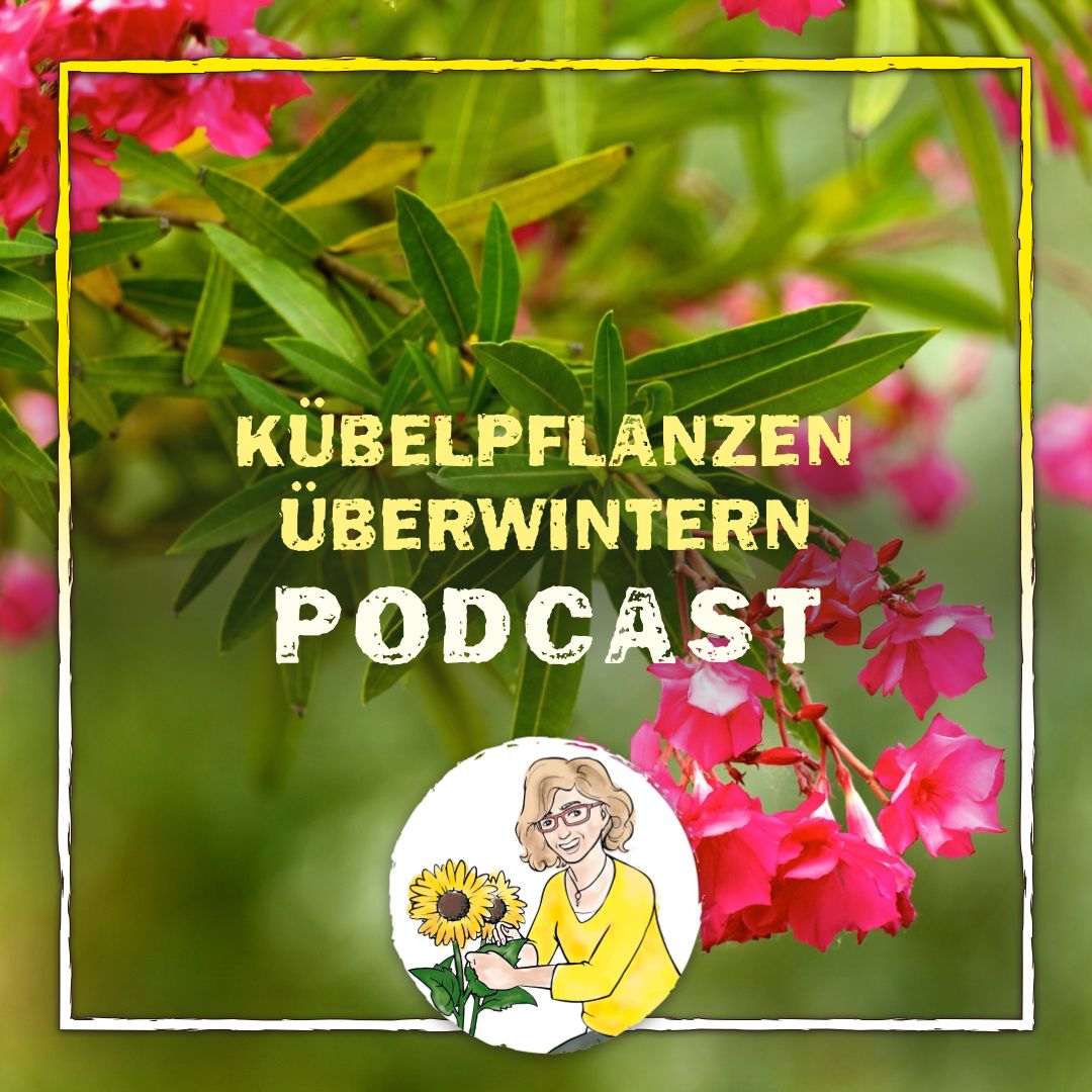 Kübelpflanzen überwintern Kübelpflanzen überwintern