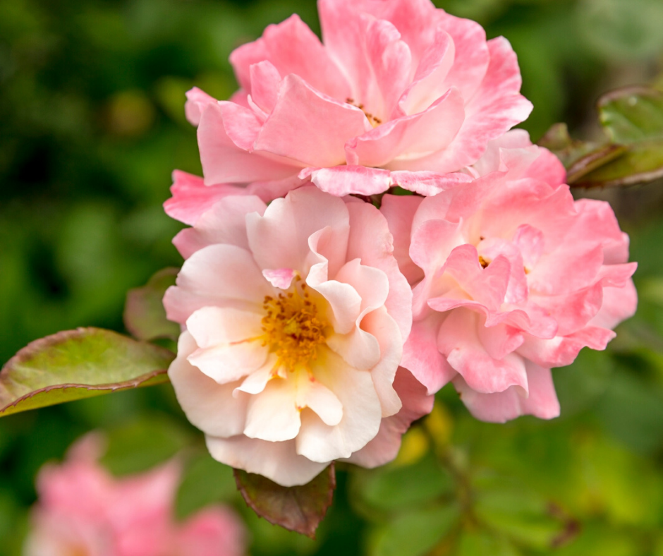 Rosen sind bei Blattläusen sehr beliebt Rosen werden sehr oft von Blattläusen befallen