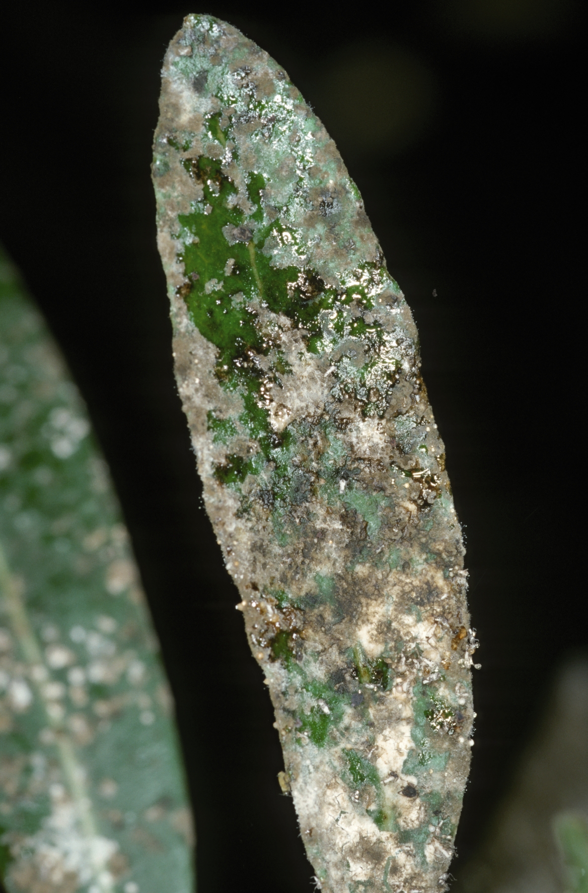 Blattläuse finden sich oft an den Blattunterseiten Blattläuse befallen sowohl die Ober- wie Unterseite von Blättern