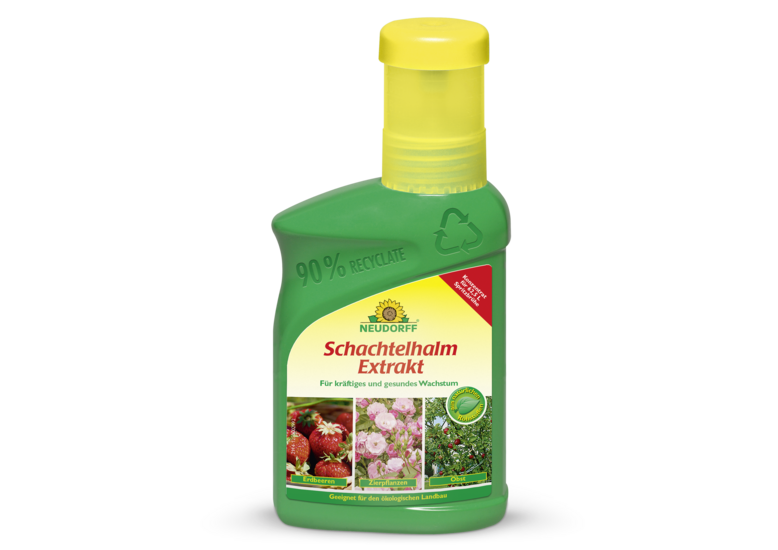 Schachtelhalm Extrakt